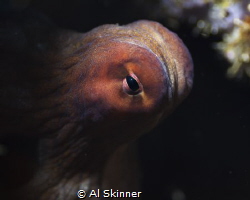 The octopus was trying it's best to go unnoticed in a wal... by Al Skinner 